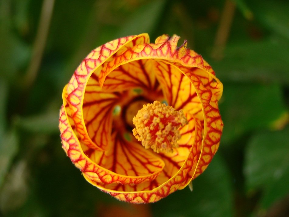 flower orange red nature texture
