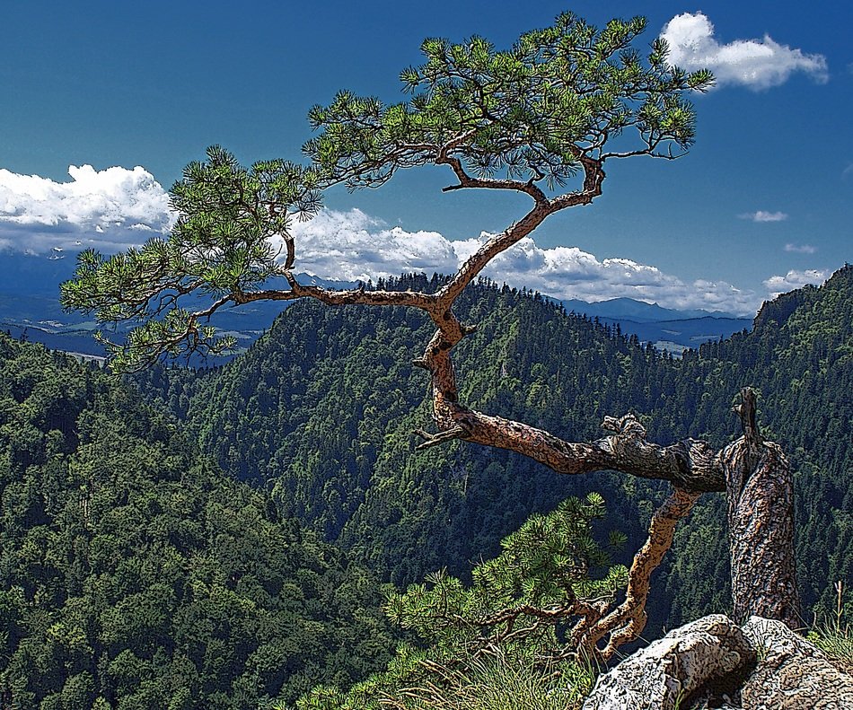 tree nature stock photo of the