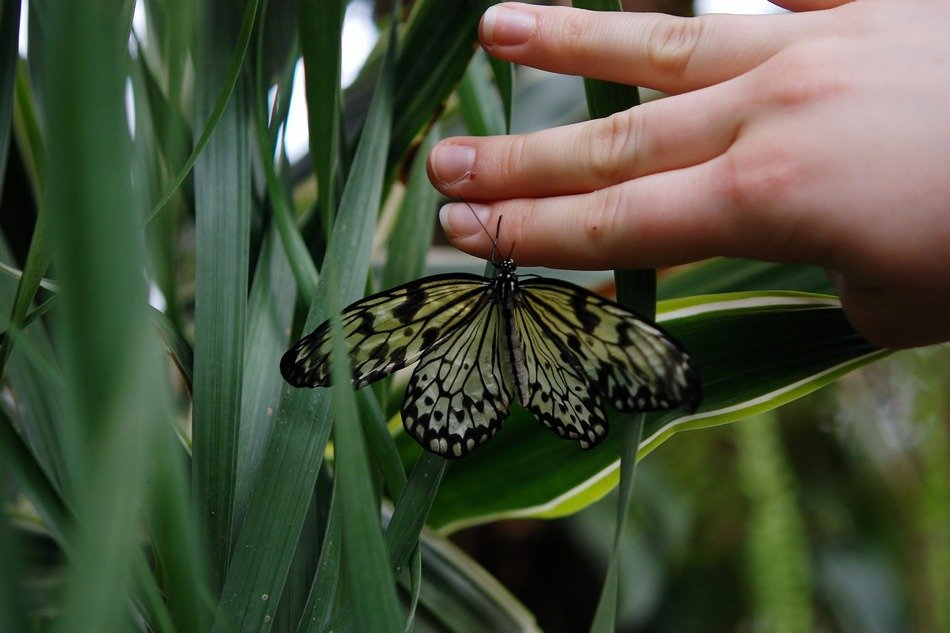 butterfly animal hand