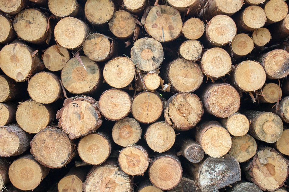 wood pine cut arranged wallpaper
