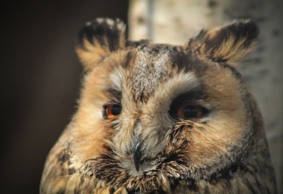 owl portrait animal pen feathered