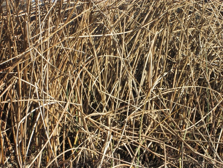 reeds nature plants texture