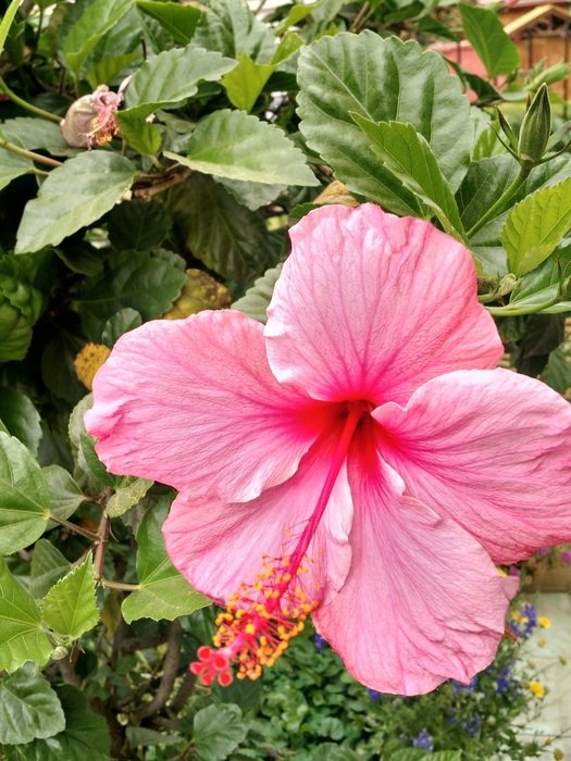 flower background landscape garden