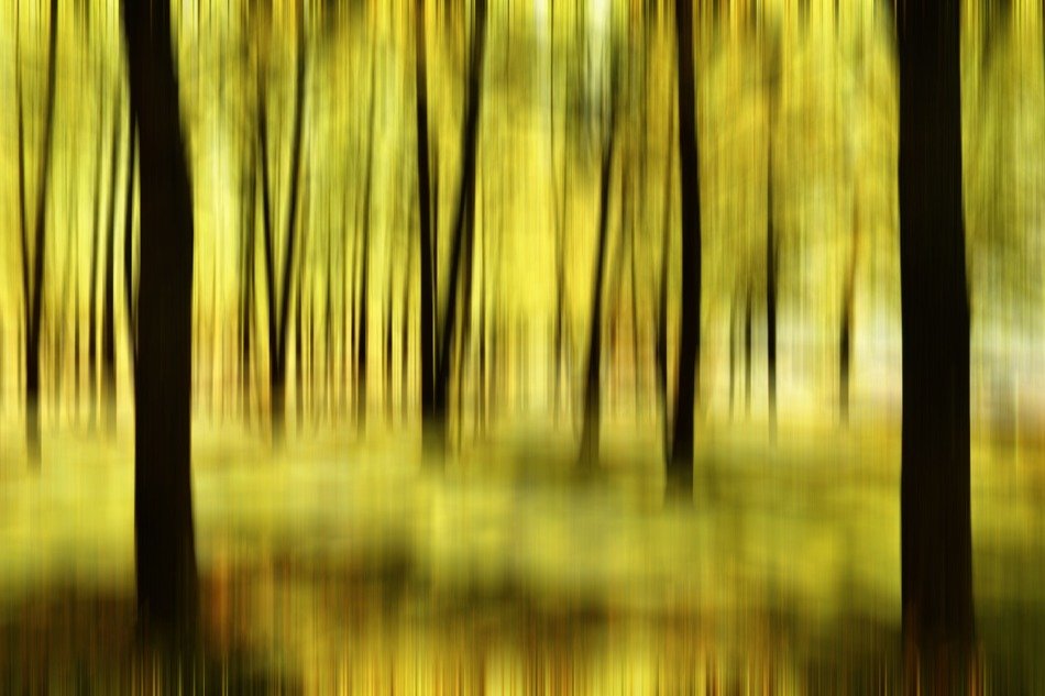the tree forest fuzziness
