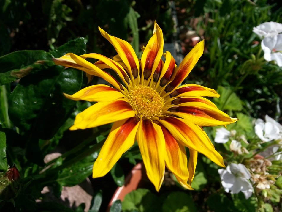 flower gazania garden nature