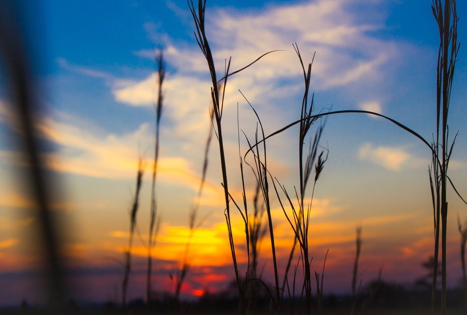 sunset grass nature summer sky