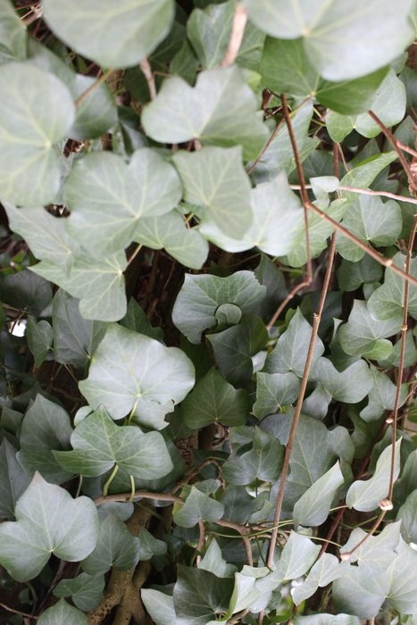 ivy nature green climber leaf