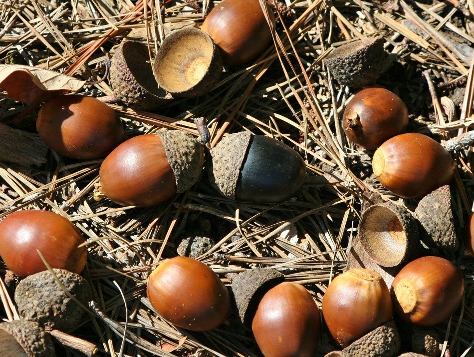 nuts black acorn oak animal food