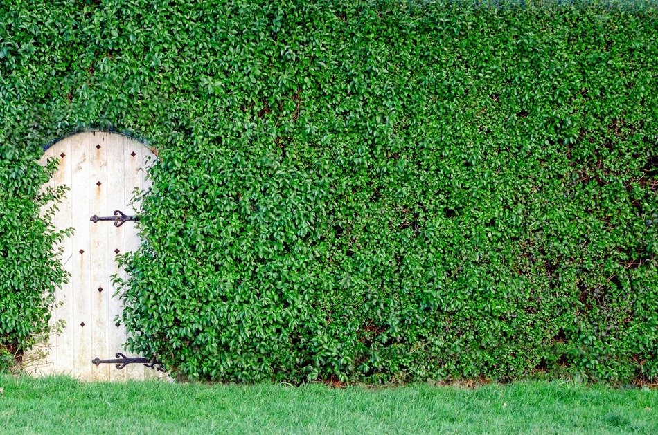 garden green bush wooden close up