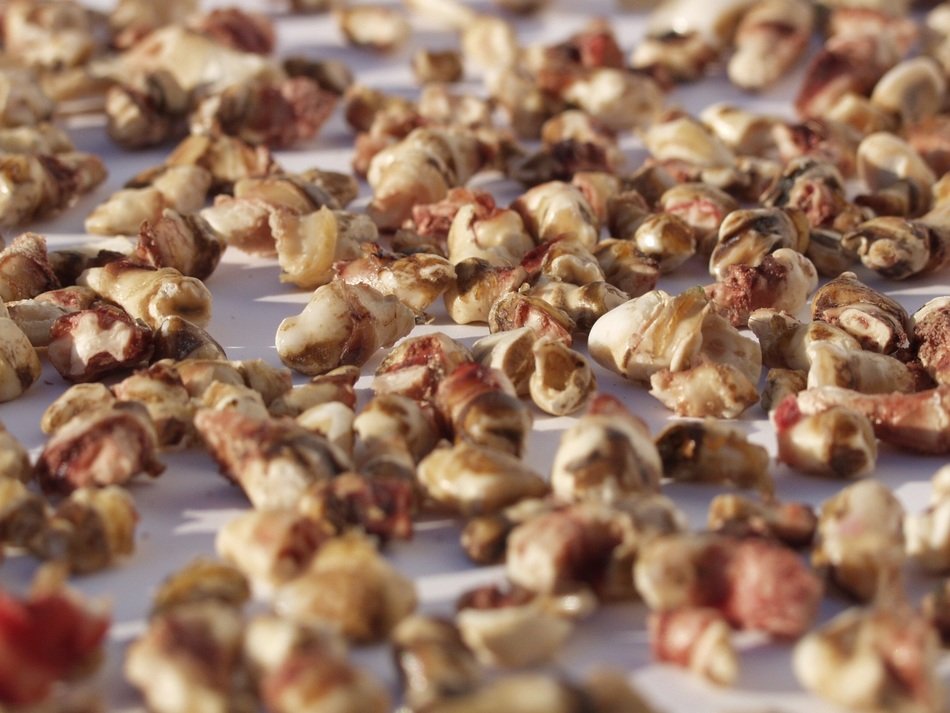 animal tooth texture health