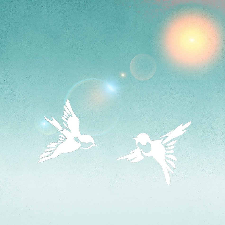 birds peace dove pair