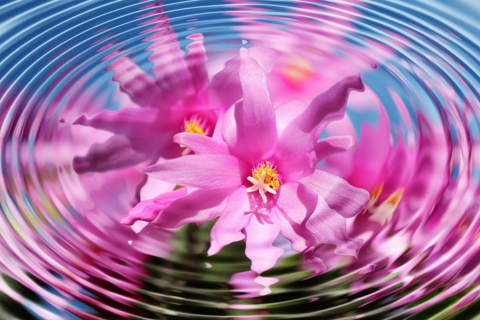 flower blossom bloom wave