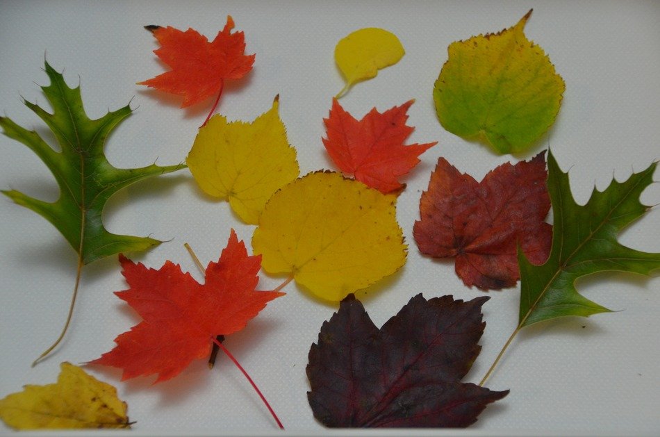 screen background leaves fall plant