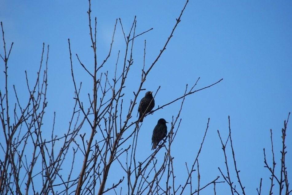 birds trees branches sitting clear