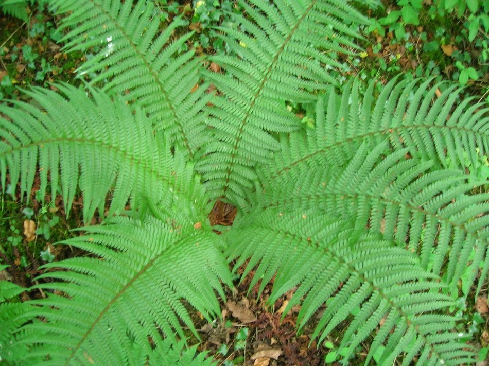 fern plant shuttlecock perennial