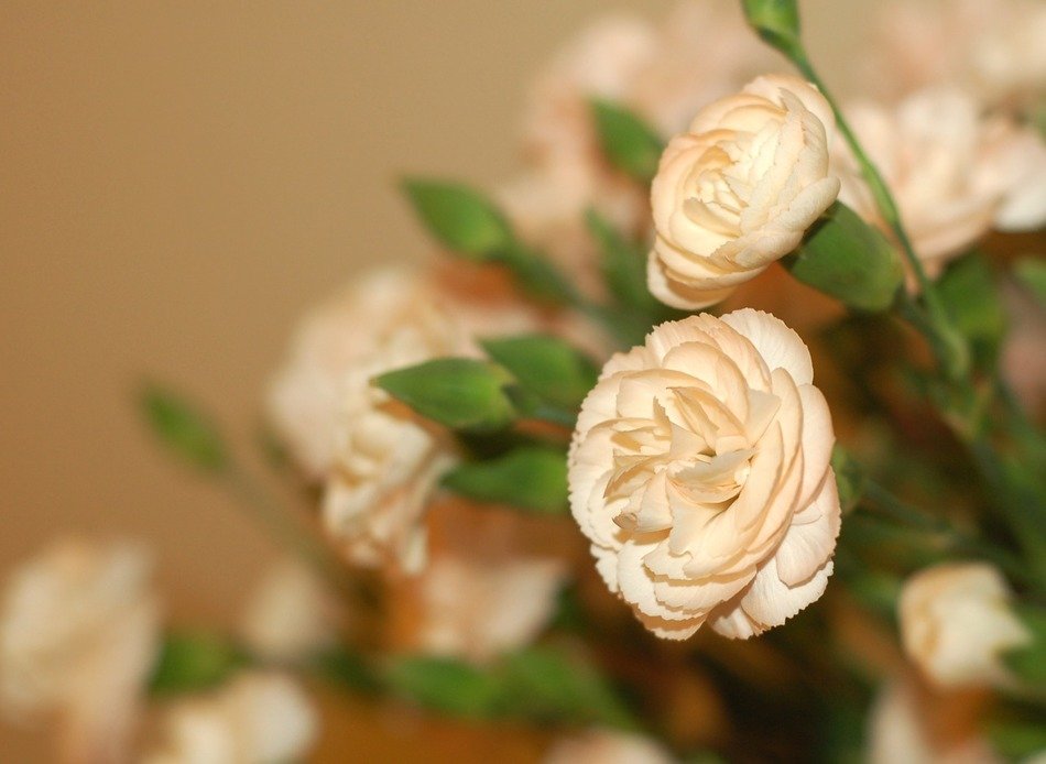 flowers carnations pink petals