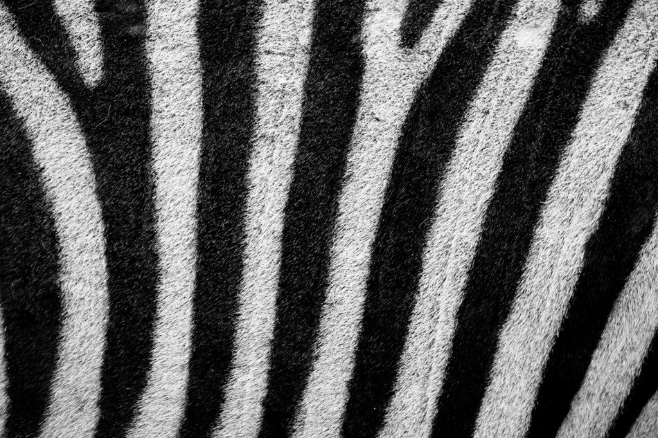 zebra abstract background