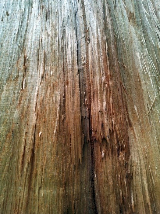 wooden trunks bark timber woody
