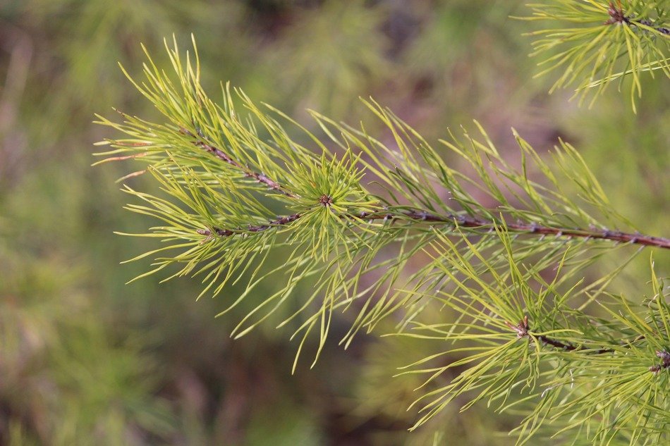 winter tree nature pine
