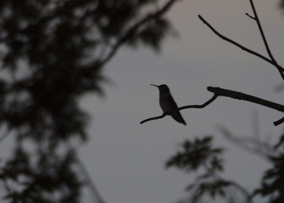 hummingbirds birds sitting tree