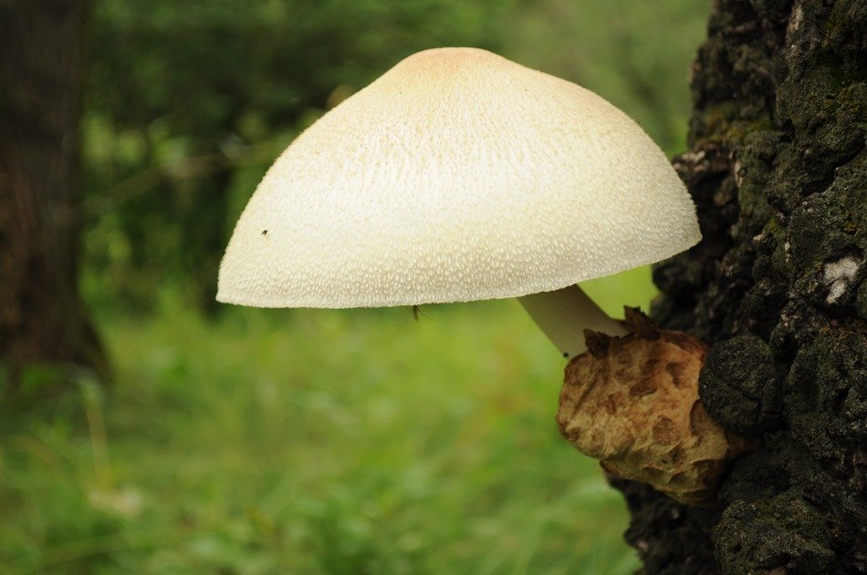 mushrooms white large woods woody