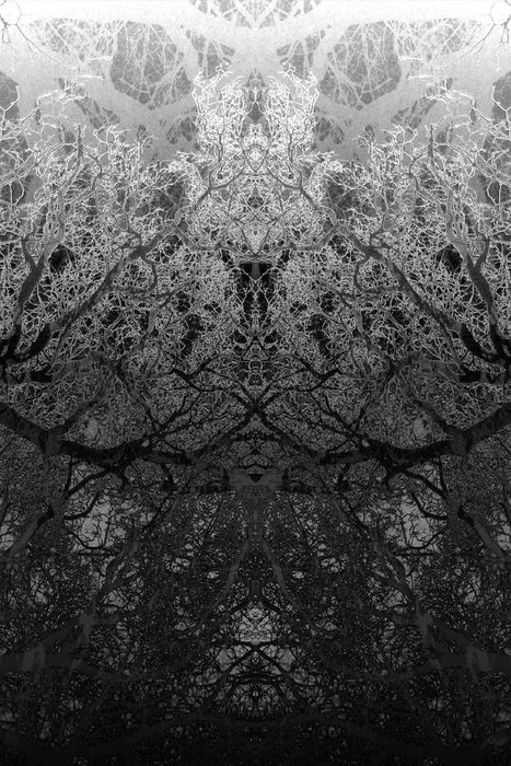 abstract fractal branches