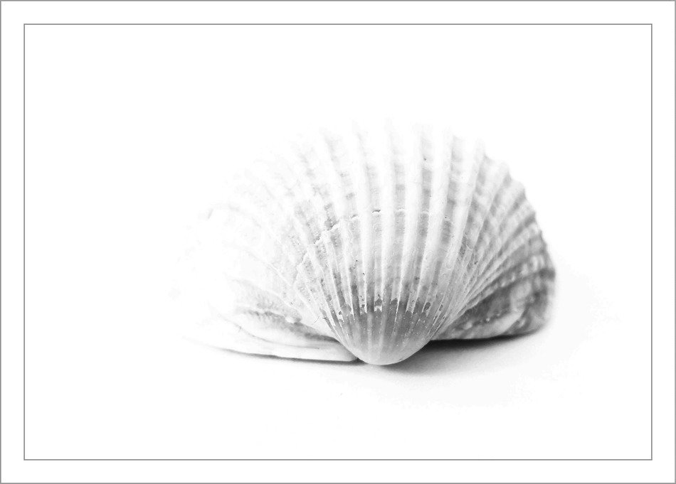 shell close sea animal nature