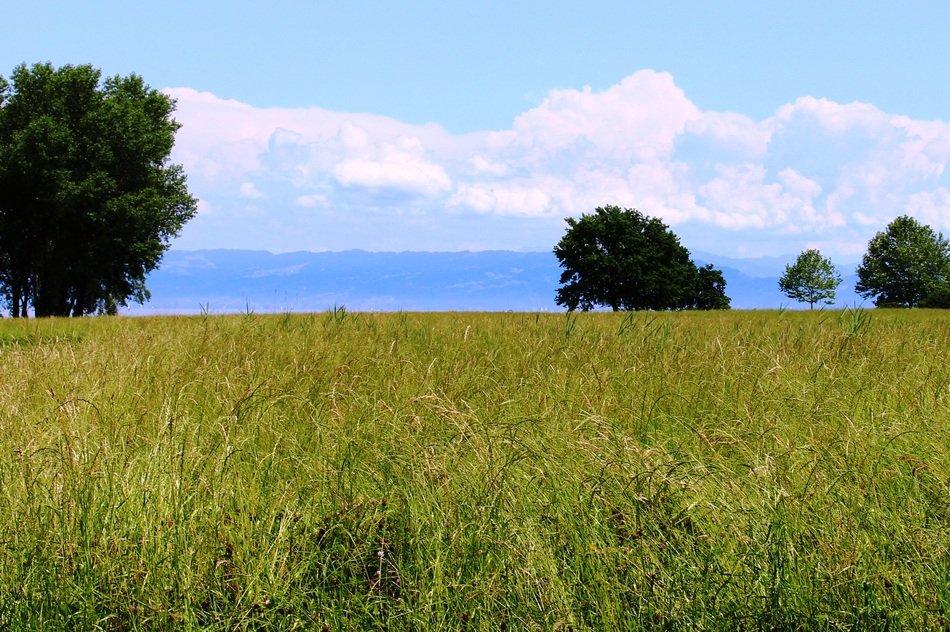landscape meadow trees background