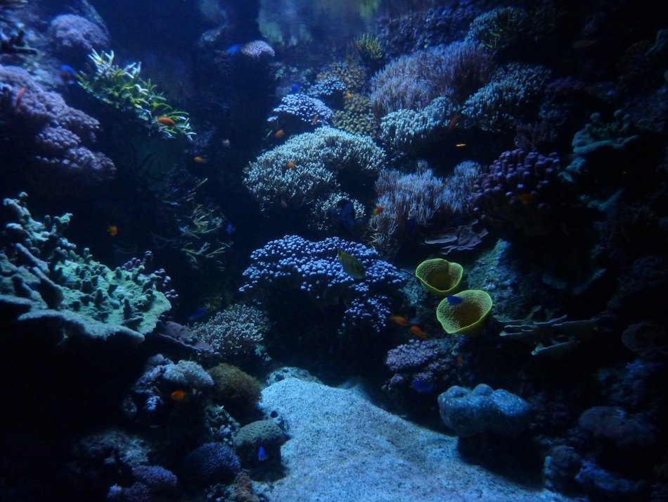 aquarium background marin calm