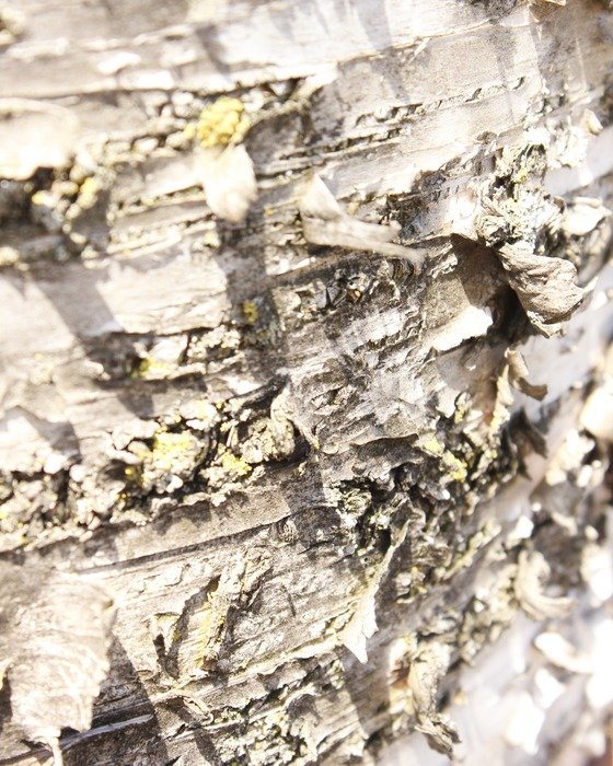 bark tree wood trunk macro