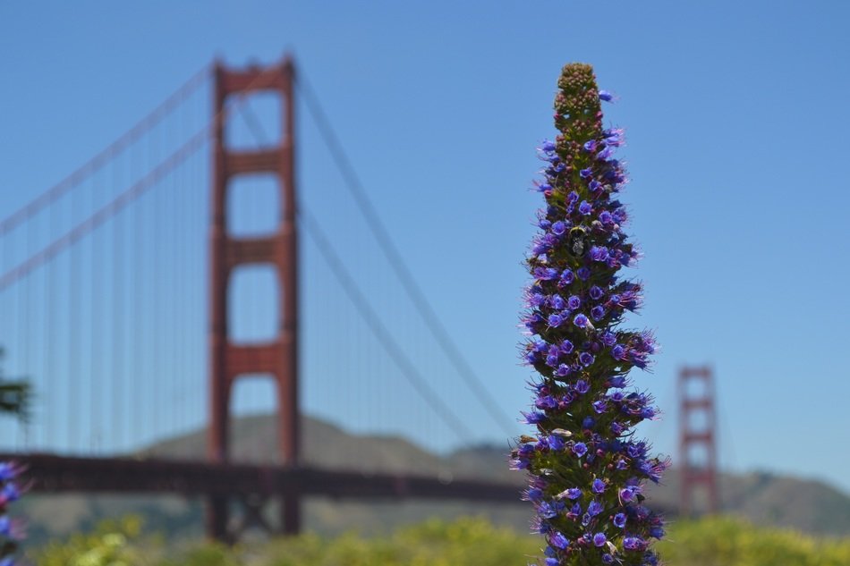 wildflower plant golden gate bridge