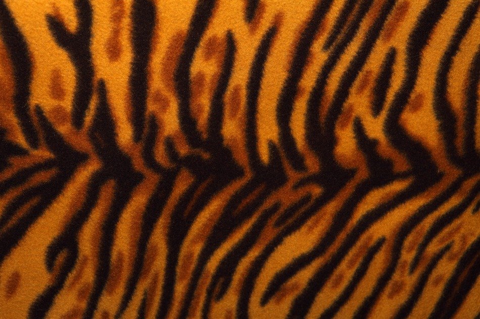 animal background cat cheetah coat