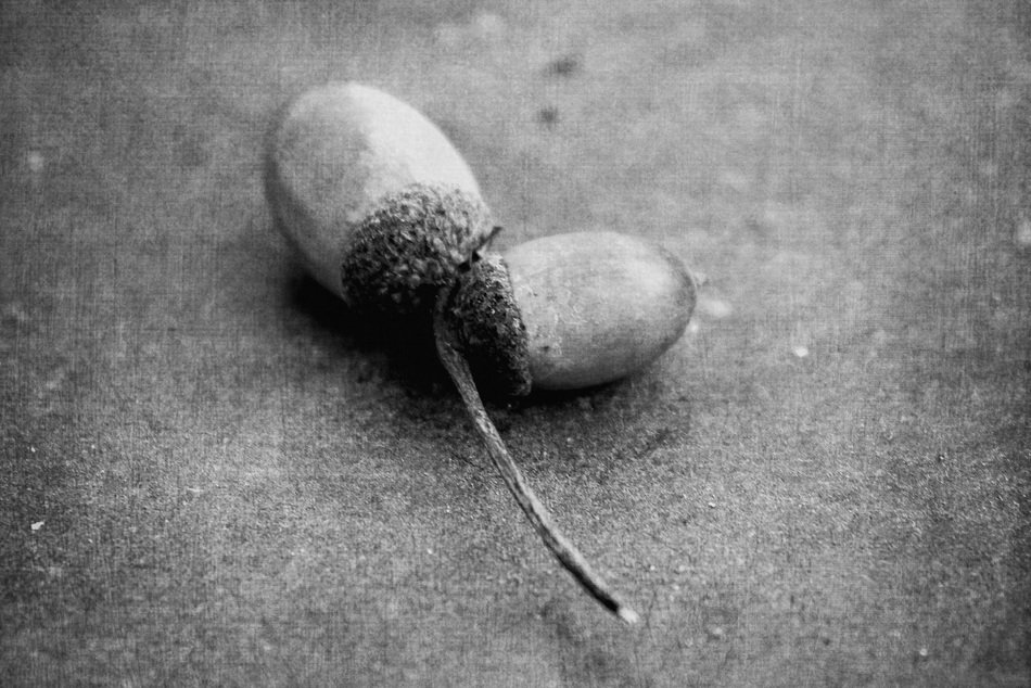 acorns oak decoration deco autumn