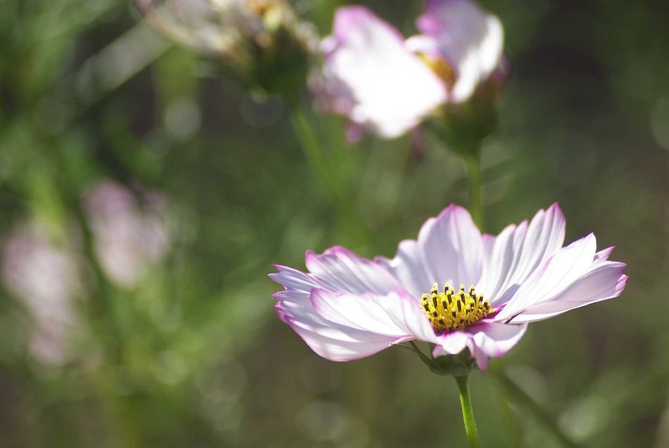 talahi background flower pinks