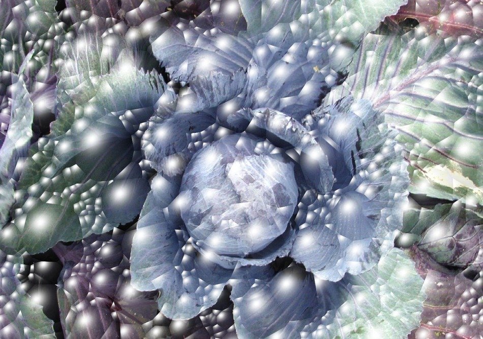 bubbles cabbage healthy vegetable