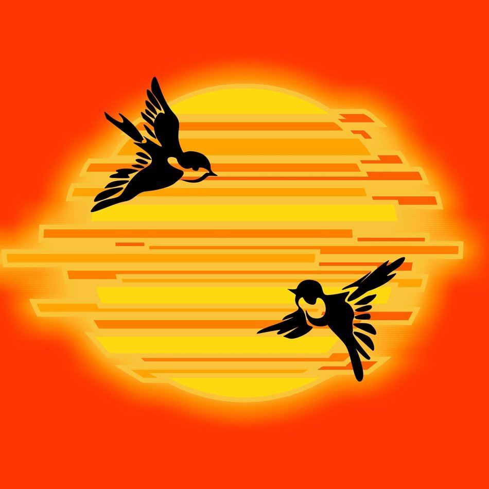 sun sunset birds fragment