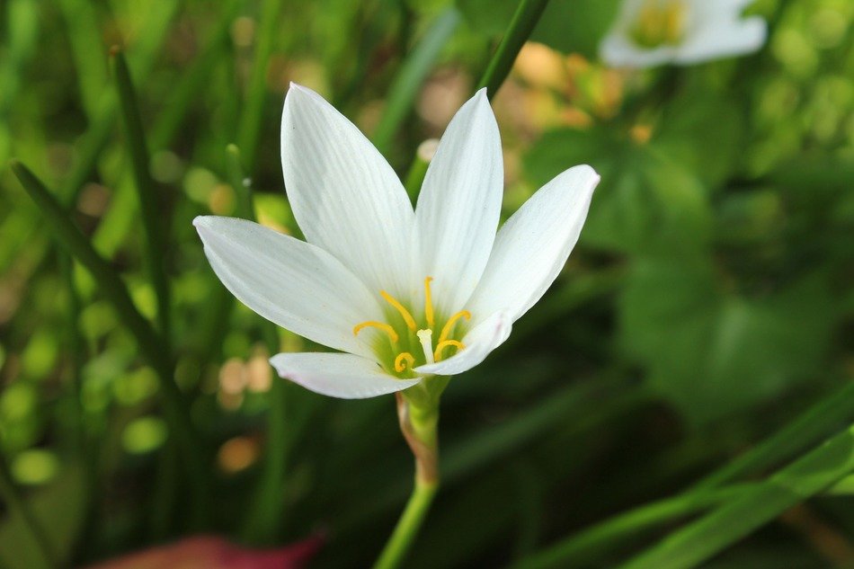 white flower single