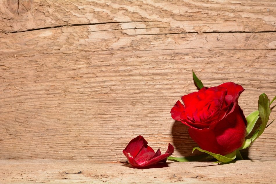 bud of rose on the background of wooden plank