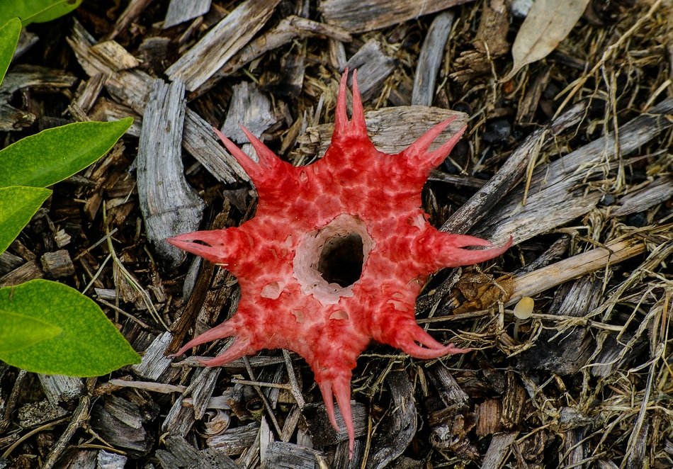 stink horn fungus brown red wet