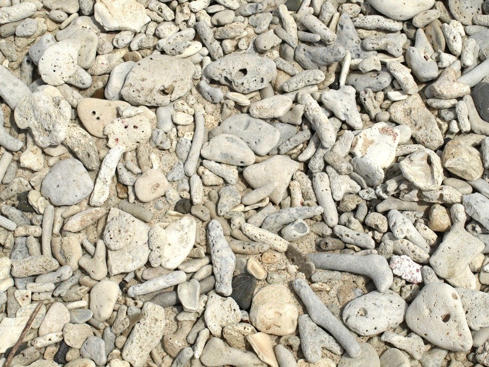 coral stones beach sand
