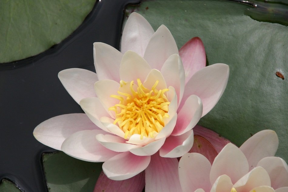 lotus flower zen nature