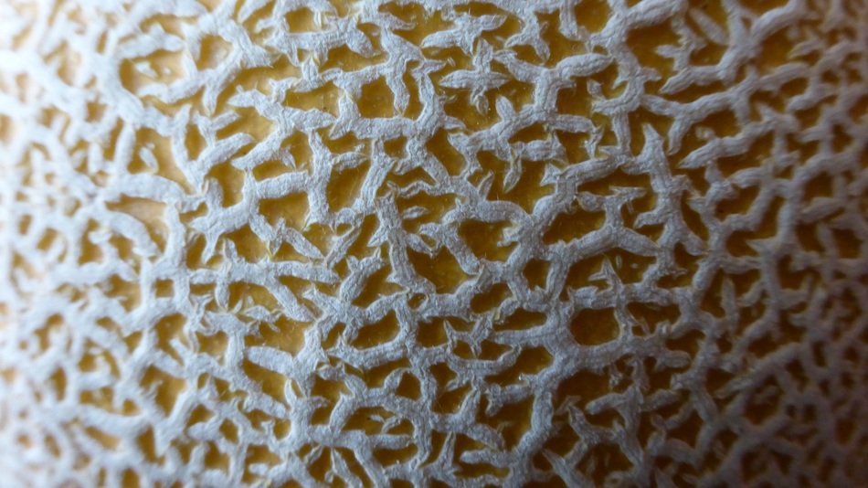 power melon fruit surface