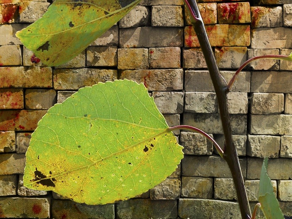 leaves brick wall background