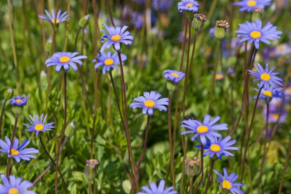 flowers background blue floral