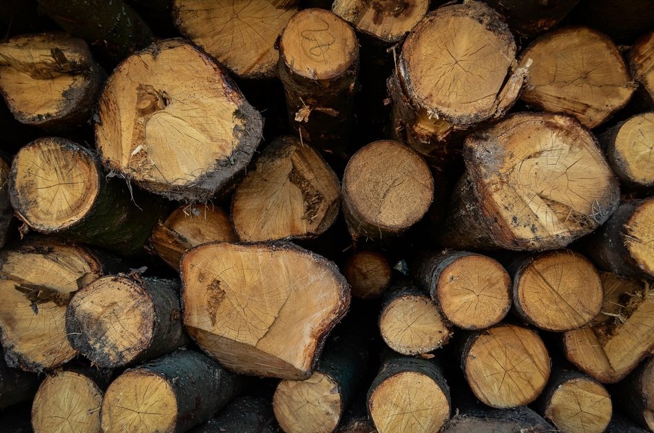 forest saw harvesting trees block
