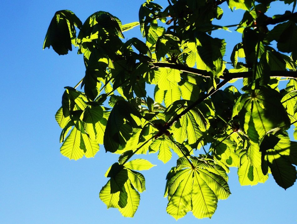 leaves branches sun branch