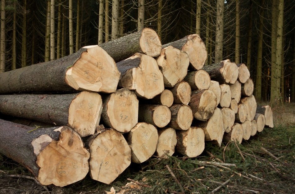 wood holzstapel forest workers