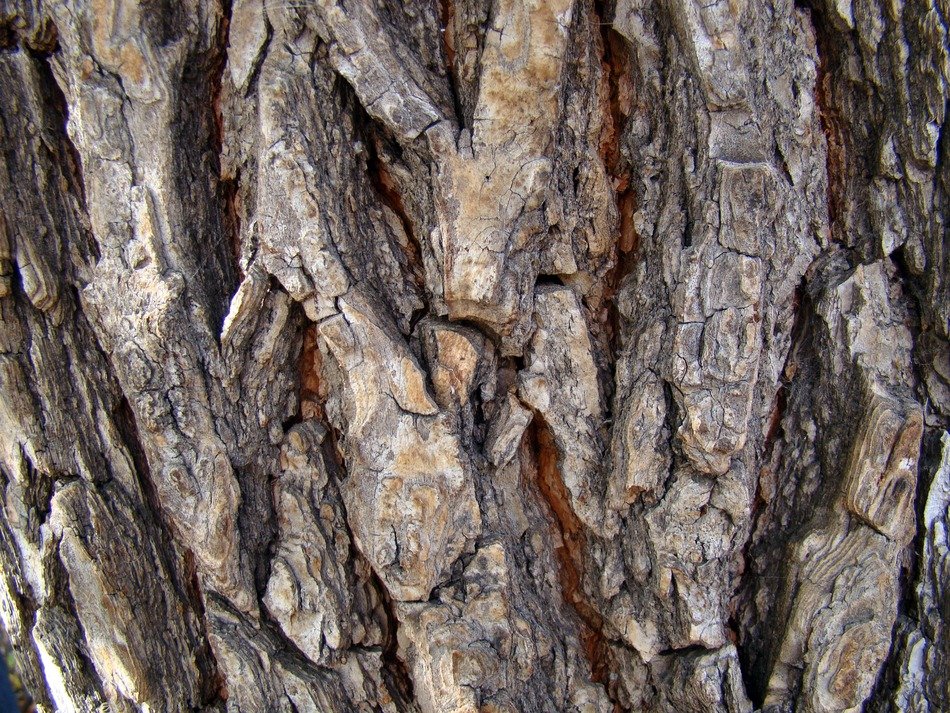 bark tree pine rough nature