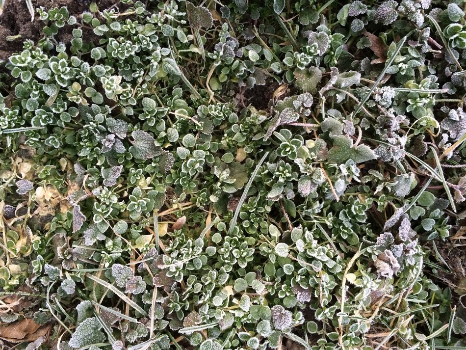 plant background winter