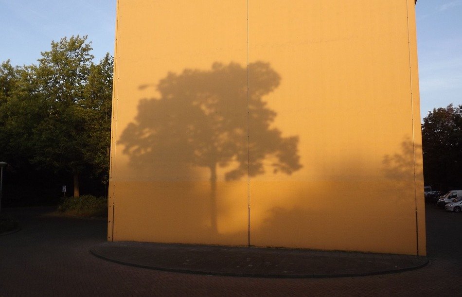 shadow light background tree